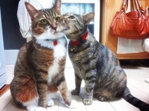 А вы знаете, что такое Кусь?