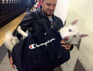 Власти Нью-Йорка запретили провозить в метро собак, которые не помещаются в сумке. Но жители города выкрутились