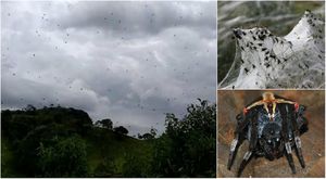 Дождь из пауков в Бразилии