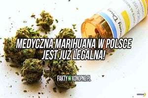 В Польше легализовали медицинскую марихуану