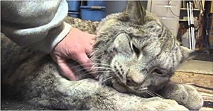 Даже самые большие кошечки любят ласку: работник зоопарка гладит опасную рысь…