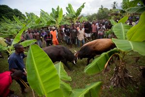 Бои быков в сельских районах Гаити