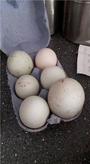 20 фотографий яиц, которые вызывают искреннее удивление