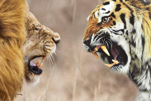 Лев против тигра: ищем настоящего царя зверей