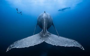 Конкурс подводной фотографии Ocean Art 2018