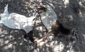 Загадочный хищник убил в Намибии 30 коз и выпил всю их кровь