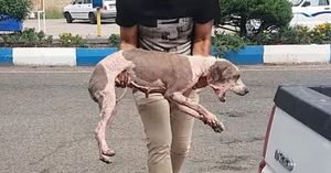 Мужчина спас пса без шерсти. Теперь его просто не узнать!