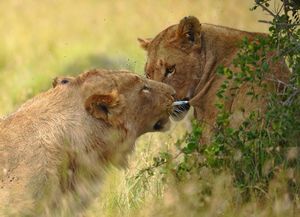 Лев освобождает львицу от дротика с транквилизатором