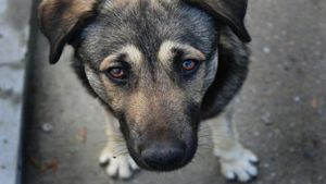 Как зэки зазводили на деньги благотворительную организацию по защите животных в Казани