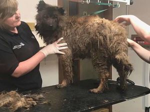 Спутанная шерсть и отчаянье в глазах… 22 собаки ждали помощи