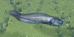 В мертвой зоне Калифорнийского залива ученые неожиданно нашли большое количество рыб