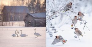 Птицы Финляндии на снимках
