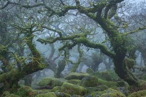 Сказочный лес, который выглядит нереально, но на самом деле существует
