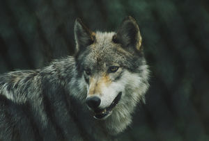 8 признаков того, что вы — настоящий волк среди овец