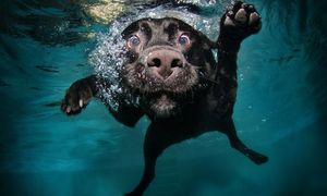В России собак научили дышать жидкостью