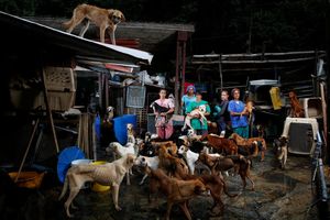 Собаки — ещё одни жертвы венесуэльского кризиса, о которых никто не говорит