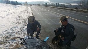 По трассе ехала машина, и вдруг кто-то выбросил из нее собак