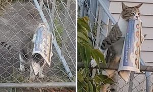 Кот ворует у соседей газеты