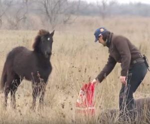 Ветеринар освободил скованную цепями лошадь, ответ не заставил себя ждать!