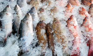  Японцам удается оживлять замороженную рыбу в теплой воде