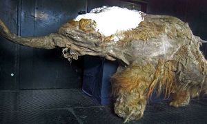 Самый сохранившийся мамонт в мире (возраст 39000 лет)