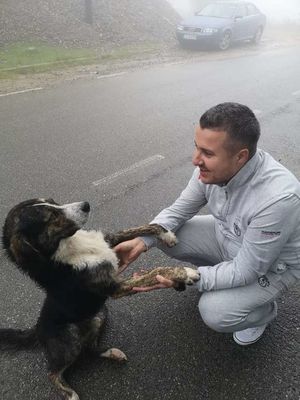 В Румынии бездомная собака всю ночь согревала раненого велосипедиста