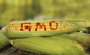 ЕС погряз в ГМО