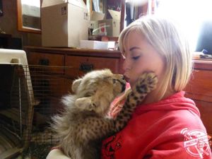Девушка защитила котенка гепарда от охотников, и он стал её лучшим другом