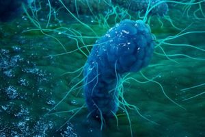 Подземные микробы практически достигли бессмертия