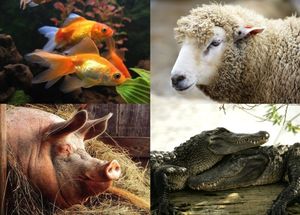 10 фактов: Заблуждения о животных