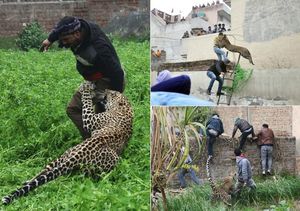 Город Джаландхар и дикий леопард, вызвавший панику в нем