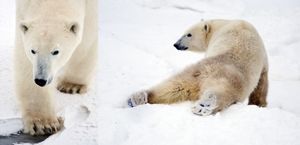 Факты о белых медведях, которые должны знать все