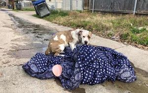 Собака, брошенная хозяевами, не хотела оставлять свое одеяло