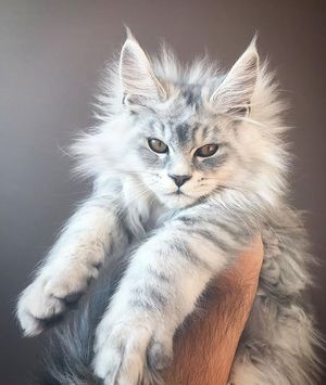 Очаровательные котята мейн-кун, которых вы просто должны увидеть