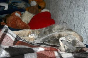 Совместный сон кошек с хозяевами: почему так происходит
