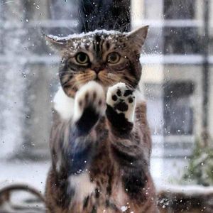 Кошка пришла в кафе просить помощи людей, ведь ее малыши замерзали на морозе!