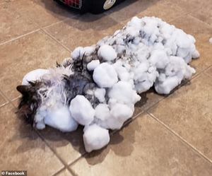 Эта кошка замерзла настолько, что ветеринар не мог измерить её температуру!