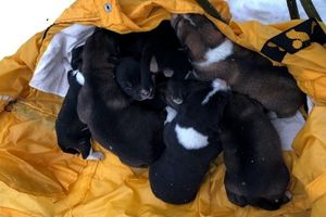 В Пскове из подвала сгоревшего дома спасли новорожденных щенят