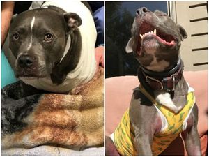 Ему оставалось жить 9 месяцев, но храбрый пес победил рак!