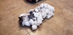Раненная кошка замерзла в снегу, но ее удалось спасти — фото