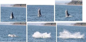 Человек обнаруживает кита и оказывается на пороге ужасающего открытия 