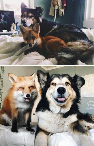 Трогательные фото «До и После» животных, выросших вместе