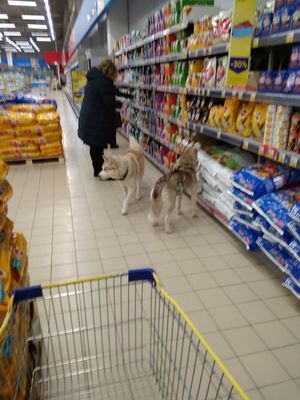 В Ленобласти две хаски пришли в магазин за собачьим кормом по скидке
