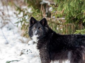 Волонтеры были в ужасе, когда узнали, что хозяйка хочет сделать в бывшеприютской собакой