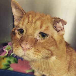 «Самый грустный кот» преобразился всего за час после того, как ему нашли новый дом