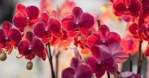 Орхидея-сильный женский талисман! Приметы про орхидею в доме!