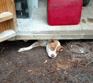 Беременная Тыковка хотела сбежать из приюта, но застряла в щели из-за живота