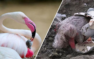 Как волонтеры спасли 3000 маленьких птенцов фламинго, которых почему-то бросили родители