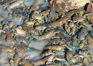 Река Купер-Крик — лучшее место для ловли раков … (20 фото)