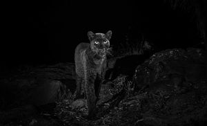 Черный леопард: редкий хищник впервые за 100 лет попал на камеру